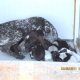 <h1 style="font-size: 12px">Cani da Caccia: Il bellissimo kurzhaar di nome "KA" mostra fiera la sua cucciolata da ben 12 amabili Piccoli, Grandi Campioni..</h1>
